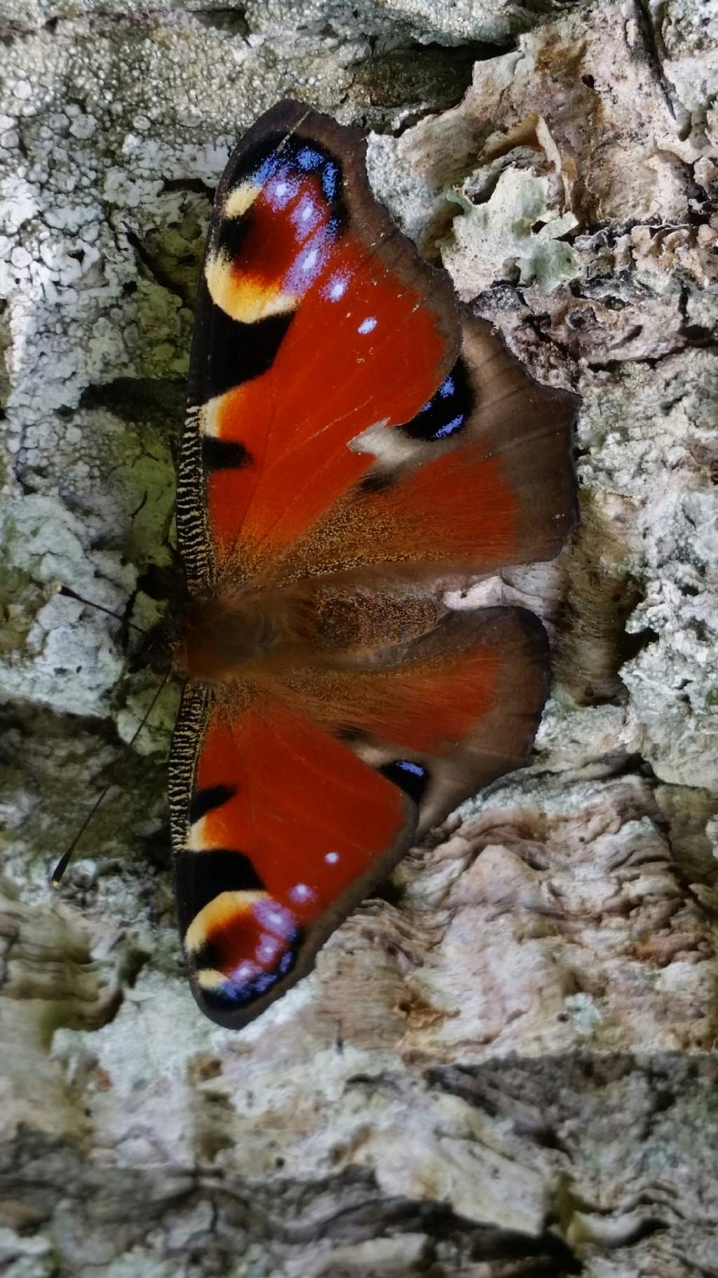 Riconoscimento farfalla1? Aglais io - Nymphalidae